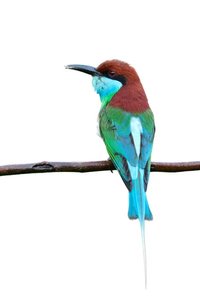 Fascinado Pájaro Verde Marrón Con Los Ojos Rojos Pin Tial —  Fotos de Stock