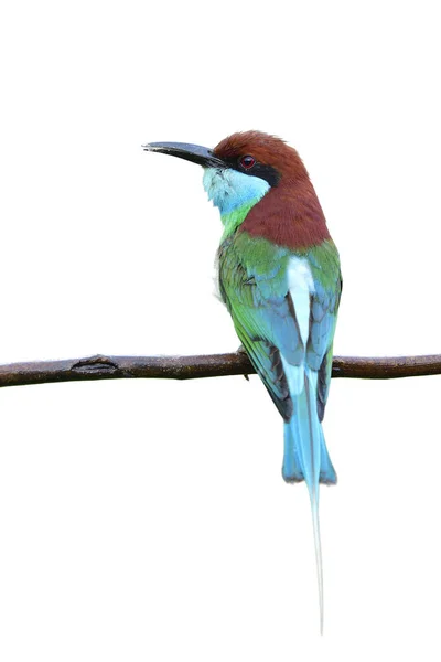 새파란 갈색새는 배경에 고립된 가지에 차분하게 매료되었다 스톡 이미지