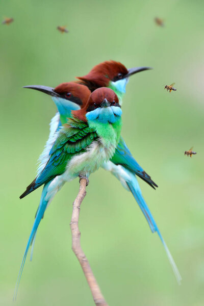 blue-throated bee-eater, beautiful green and blue with red head birds aiming to flying bee as it delicious fresh meals