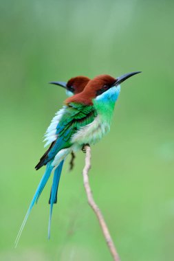 Merops viridis (mavi boğazlı arı yiyici) Sevimli yeşil ve mavi, kırmızı başlı, sırtı kabarık tüyleri olan ince bir dala tünemiş mutlu bir şekilde tüneyen