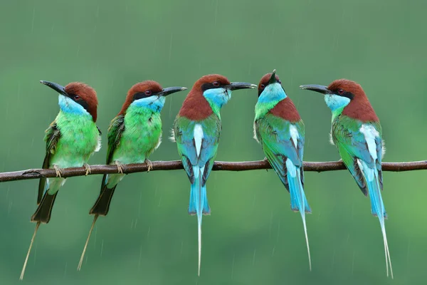 Flock Beautiful Green Blue Chestnut Head Birds Gethering Wet Branch Stock Photo