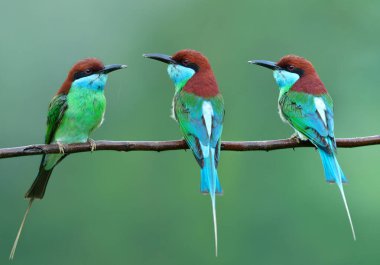 Tayland 'da üreme mevsiminde ıslak dala tünemiş egzotik renkli kuşlar, mavi boğazlı arı yiyici (merops viridis)