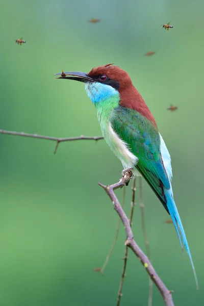 Fascinado Pájaro Colorido Con Cola Larga Picos Atrapando Avispa Voladora —  Fotos de Stock