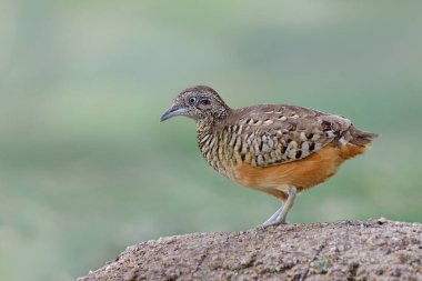 Çubuklu bıldırcın ya da normal bustard-bıldırcın (Turnix suscitator) cinsi erkek şeker tarlasında kumların üzerinde donuk duruyor, akıllı küçük kuş.