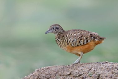 male of barred buttonquail or common bustard-quail (Turnix suscitator) standing on sand dull in sugarcame plantation farm, smart little bird clipart