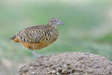 Çubuklu bıldırcın ya da yaygın bustard-bıldırcın (Turnix suscitator) Tayland 'da yaygın zemin canlısıdır.