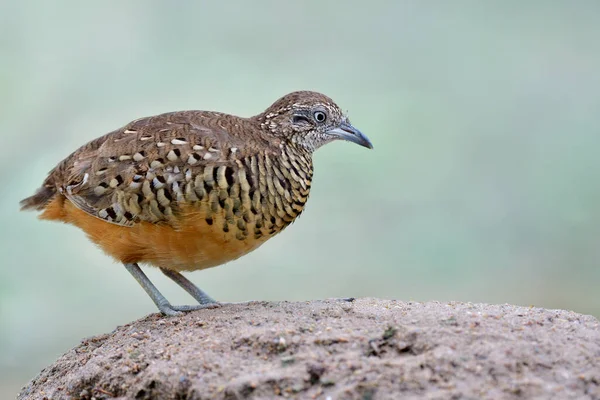 close up of Barred Buttonquail, little camouflage brown bird standing on sand dune at its habitat of tapioca plantation farm in Thailand