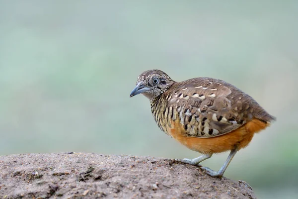 Maschio Barred Buttonquail Bella Tailless Camuffamento Marrone Uccello Appollaiato Dumes Immagini Stock Royalty Free