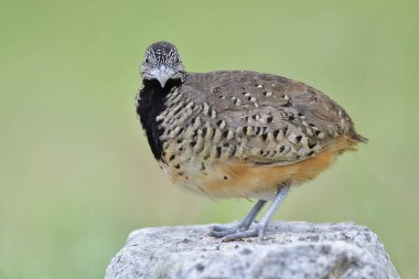 Çubuklu bıldırcın dişisi ya da yaygın bustard-bıldırcın (Turnix suscitator) güzel kamuflaj kahverengi, siyah göğsü gururla beyaz kayanın üzerinde duruyor.