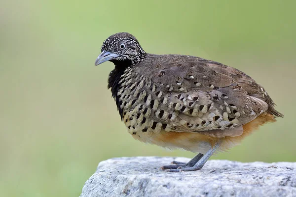 Exotic brown camouflage with black chest bird neatly standing on rock over bright green background in nature, Barred buttonquail or Common bustard-quail (Turnix suscitator)