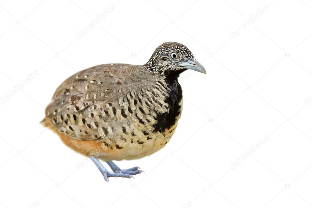 Female Barred buttonquail or Common bustard-quail (Turnix suscitator) with black chest and camouflage feathers details from head to toes isolated on white background