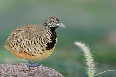 Çubuklu bıldırcın dişisi ya da yaygın bustard-bıldırcın (Turnix suscitator) güzel kamuflaj kahverengi kumullara tüneyen siyah göğüslü doğa çiçekleri
