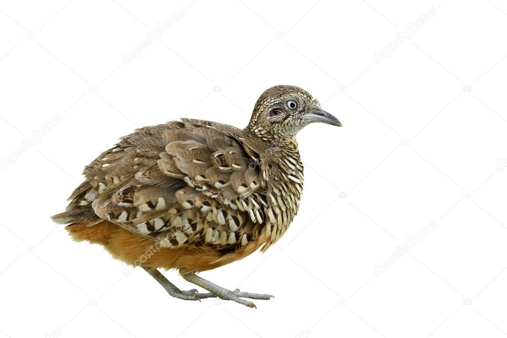 exotic brown camouflage bird with puffy feathers isolated on white background, male of Barred Buttonquail or common bustard-quail (Turnix suscitator)