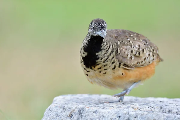 camouflage with black chest bird making moon walking with dancing steps on rock in nature, female of Barred Buttonquail (Turnix suscitator)