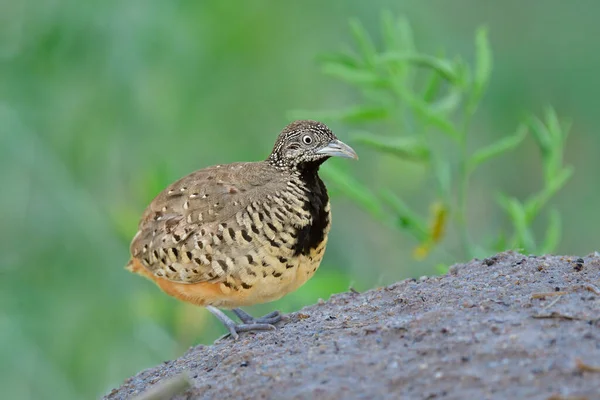 Fat brown camouflage brown bird with black chest steping on sand dunes in its territory when alerting to male calling, female Barred Buttonquail (Turnix suscitator)