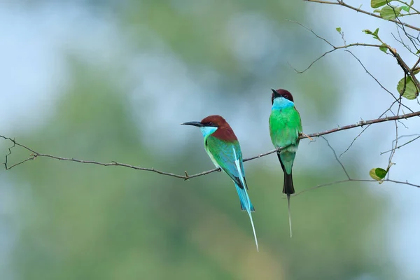 Wide Shot Pair Blue Throated Bee Eater Perching Thorn Branch — Stock Photo, Image