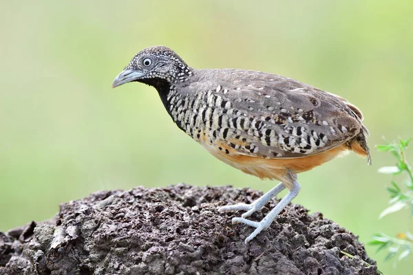 Burung Tanah Umum Hidup Padang Rumput Dan Perkebunan Mengekspos Untuk — Stok Foto