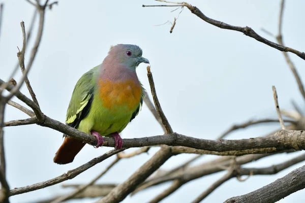 Colorido Pájaro Con Cara Rosa Naranja Pecho Alas Verdes Ojos —  Fotos de Stock