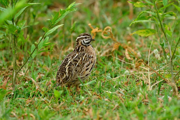 生息地の芝生の上に背胸が立っている楕円形のカモフラージュの鳥 雨や黒息のウズラ Coturnix Coromandelica — ストック写真