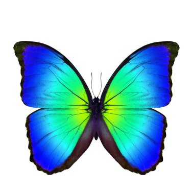 Güzel sarıdan mavi kelebeğe, Mavi Morpho kelebeği (dezavantaj) ya da Günbatımı Morpho beyaz arkaplanda izole edilmiş renk şeffaflığında