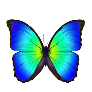 Beautiful fine yellow to blue butterfly, the Blue Morpho butterfly (disambiguation) or Sunset Morpho in color transparency isolated on white background clipart
