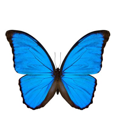 Mavi Morpho kelebeği (dezavantaj) ya da Sunset Morpho, beyaz arka planda izole edilmiş güzel kadife mavi kelebek.