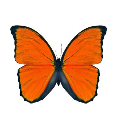 Beyaz arka planda izole edilmiş egzotik turuncu kelebek, süslü renk profilli mavi morpho kelebeği