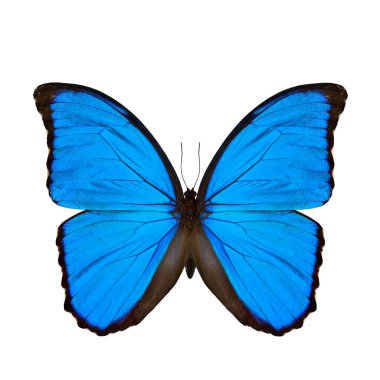 Mavi Morpho Kelebeği (İngilizce: 
