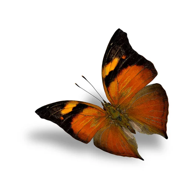 Herfst Blad Vlinder Prachtige Vliegende Zwarte Oranje Vlinder Witte Achtergrond — Stockfoto