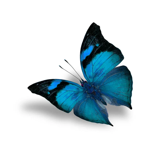 美丽的飞舞的淡蓝色蝴蝶 背景是白色的 下面是阴影 — 图库照片
