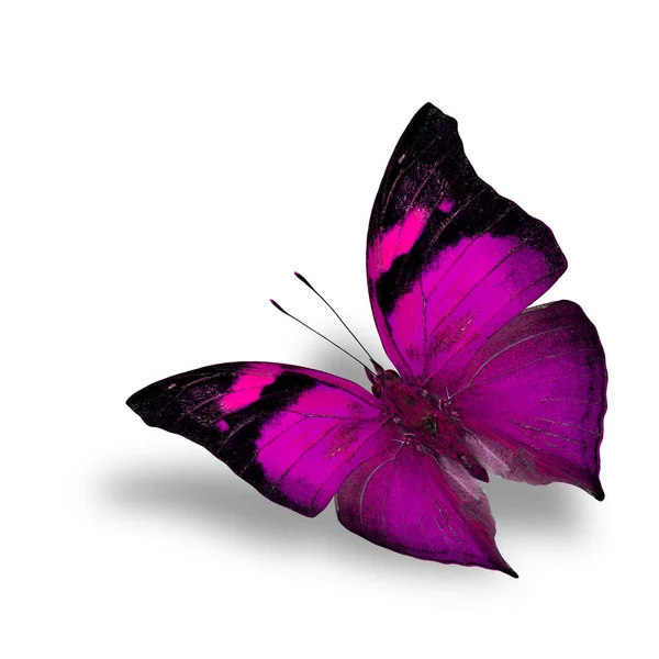 Der Schöne Fliegende Rosa Schmetterling Auf Weißem Hintergrund Mit Schatten — Stockfoto