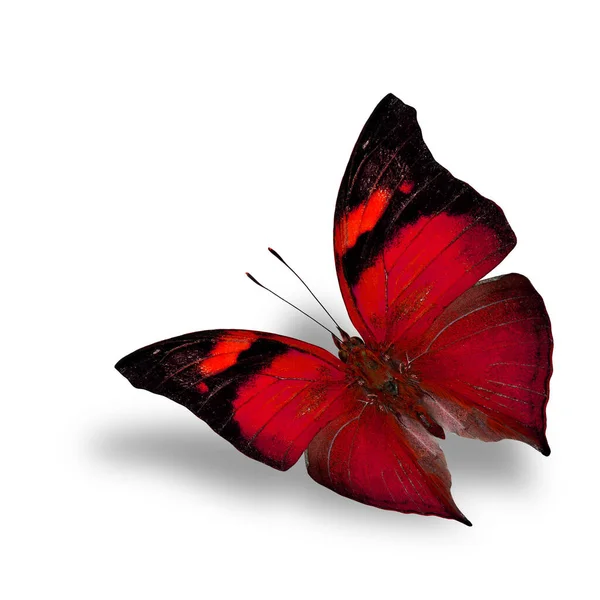 Prachtige Vliegende Rode Vlinder Witte Achtergrond Met Schaduw Eronder — Stockfoto