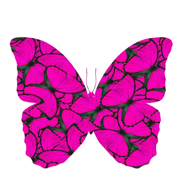 ブルーの美しいピンクモルフォ蝶の本来の質感 素晴らしいピンクの蝶の統合 — ストック写真