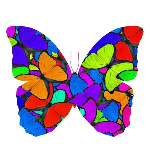 美しい蝶は 様々な色のテクスチャを統合して青モルフォ蝶で作られ 色鮮やかな蝶を魅了 — ストック写真