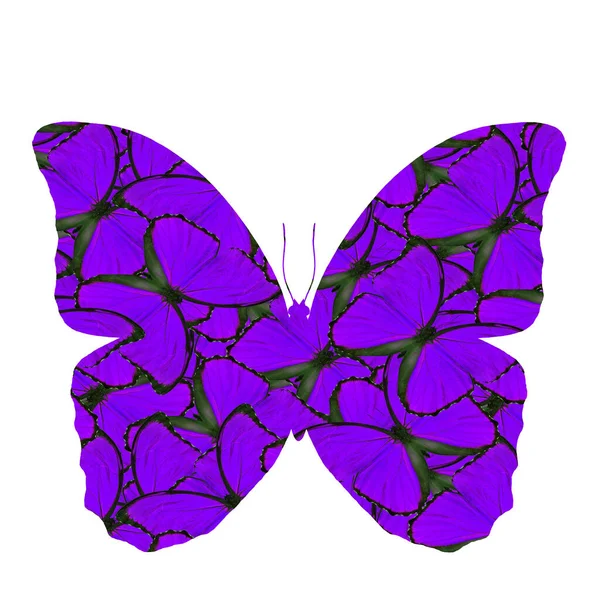 ブルーの美しい紫 モルフォ蝶の本来の質感 驚くべき紫色の蝶の統合 — ストック写真