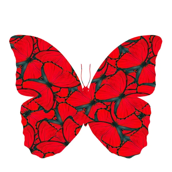 Belo Vermelho Fantasia Borboleta Azul Morpho Consolidação Sua Textura Original — Fotografia de Stock