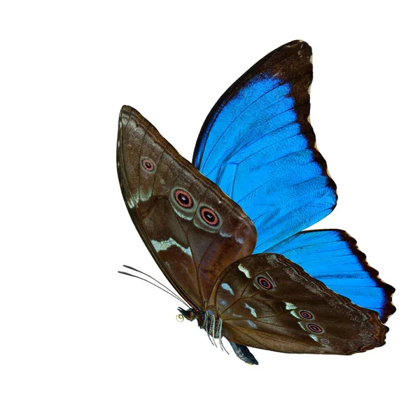 Borboleta Azul Voadora Bonita Morpho Azul Com Asas Totalmente Varrendo — Fotografia de Stock