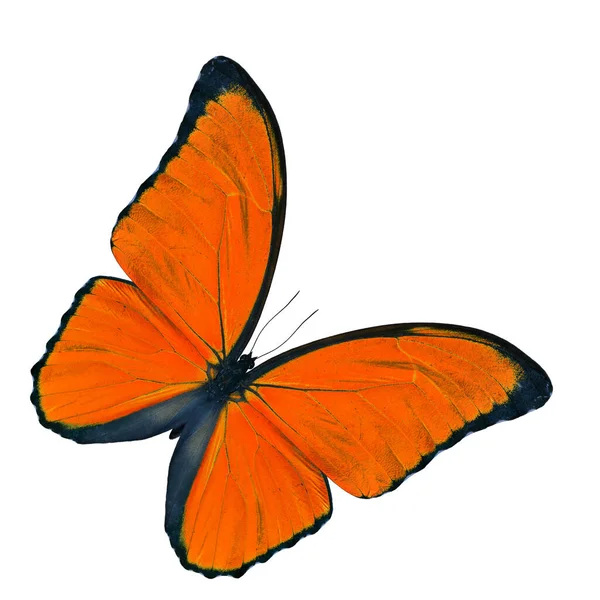 Verbazingwekkende Oranje Vlinder Blauwe Morpho Fancy Kleur Profiel Geïsoleerd Witte — Stockfoto