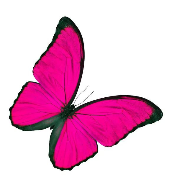 Amazing Pink Butterfly Blue Morpho Fancy Color Profile Isolated White — Stock Photo, Image