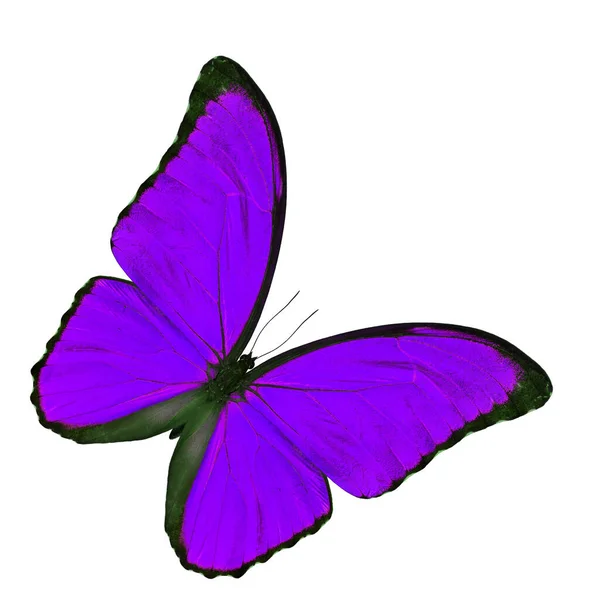 Amazing Purple Butterfly Blue Morpho Fancy Color Profile Isolated White — Stock Photo, Image