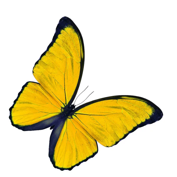 Incroyable Papillon Jaune Morpho Bleu Dans Profil Couleur Fantaisie Isolé — Photo