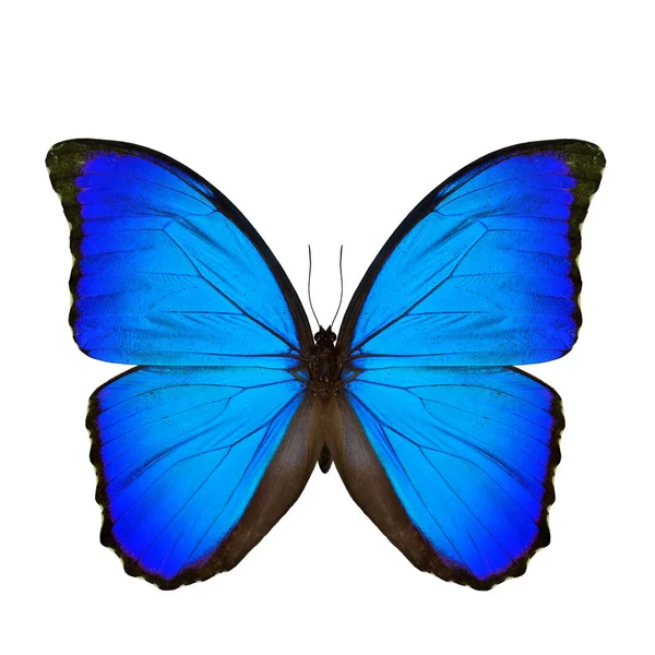 Όμορφη Μπλε Πεταλούδα Μπλε Πεταλούδα Morpho Αποσαφήνιση Sunset Morpho Απομονώνονται — Φωτογραφία Αρχείου