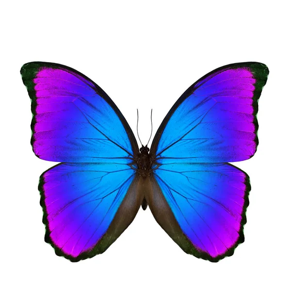 Beautiful Fine Blue Purple Butterfly Blue Morpho Butterfly Disambiguation Sunset — Stock Photo, Image