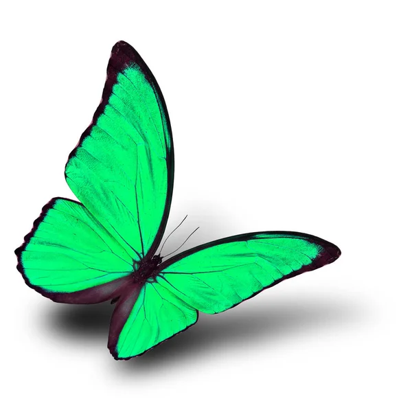 Bella Farfalla Verde Volante Con Morbida Ombra Sfondo Bianco Morpho — Foto Stock