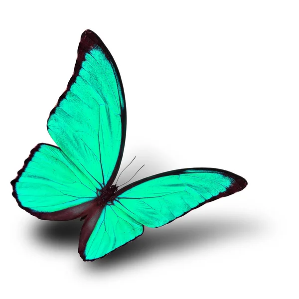 Beautiful Flying Pale Green Butterfly Soft Shadow White Background Blue — Stock Photo, Image