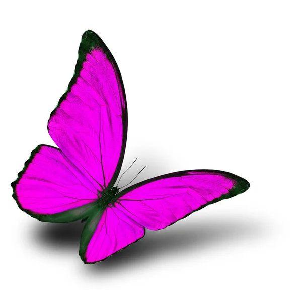 Летящая Розовая Бабочка Мягкой Тенью Белом Фоне Голубой Морфо Причудливом — стоковое фото