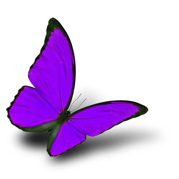 Летящая Фиолетовая Бабочка Мягкой Тенью Белом Фоне Синий Морфо Причудливом — стоковое фото