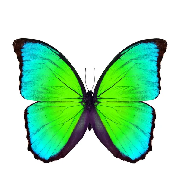 Красивый Зеленый Синий Бабочки Синий Morpho Бабочка Однозначность Сансет Морфо — стоковое фото