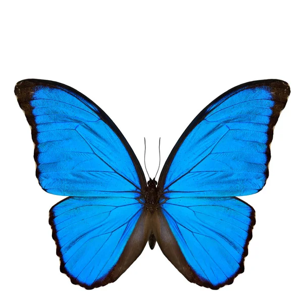 Papillon Morpho Bleu Déambiguation Morpho Coucher Soleil Beau Papillon Bleu — Photo