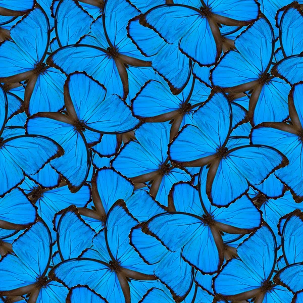 Fundo Azul Exótico Feito Veludo Azul Morpho Borboletas Bela Textura — Fotografia de Stock